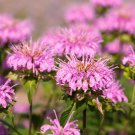 20 Dwarf PINK BEE BALM Monarda Bradburiana Eastern Beebalm Herb Flower Seeds
