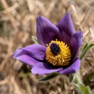 50 PULSATILLA Chinensis / Chinese Purple PASQUE Flower ANEMONE Herb Seeds