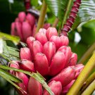 5 DWARF PINK BANANA Velvet Musa Velutina Flowering Fruit Tree Seeds