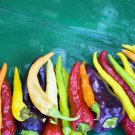 100 MIXED CAYENNE PEPPER Yellow Purple Orange Red Green Capsicum Vegetable Seeds