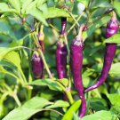 50 PURPLE CAYENNE PEPPER Capsicum Annuum Vegetable Seeds