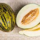 50 PIEL de SAPO MELON Santa Claus Christmas Melon Green Yellow Cucumis Melo Fruit Seeds