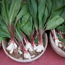 20 RAMP / WILD LEEK Allium Tricoccum Ramps Vegetable Herb White Shade Flower Seeds