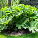 10 GUNNERA MANICATA 6' Leaves! Giant Rhubarb Dinosaur Plant Moist Shade Red Flower Seeds