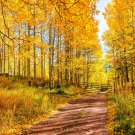 50 Golden QUAKING ASPEN TREE Populus Tremuloides White Bark Yellow Fall Cold Hardy Seeds