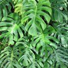 5 Organic SPLIT LEAF PHILODENDRON Monstera Deliciosa Swiss Cheese Plant Vine Seeds