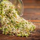 ORGANIC SPROUTING MIX - Peas, Mung & Adzuki Beans, Green, French, & Red Lentil Vegetable Sprout Seed