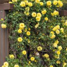 5 YELLOW CLIMBING ROSE Rosa Bush Vine Climber Fragrant Butterfly Flower Seeds