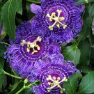 10 Purple PASSION FLOWER Passion FRUIT Granadilla  Passiflora Incarnata Vine Seeds