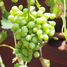 50 GREEN (Dessert / Table) GRAPE Vitis Vinifera Fruit Vine Seeds
