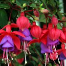 20 HARDY FUCHSIA Magellanica Pink Purple Hummingbird Flower Shrub Seeds
