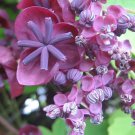 15 CHOCOLATE VINE Edible Fruit Akebia Trifoliata Flower Ornamental Climber Seeds