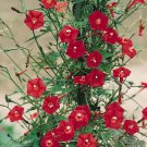 30 CARDINAL CLIMBER VINE Ipomea Quamoclit Red Flower Seeds