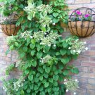 50 CLIMBING HYDRANGEA Anomala Petiolaris Vine Flower Seeds
