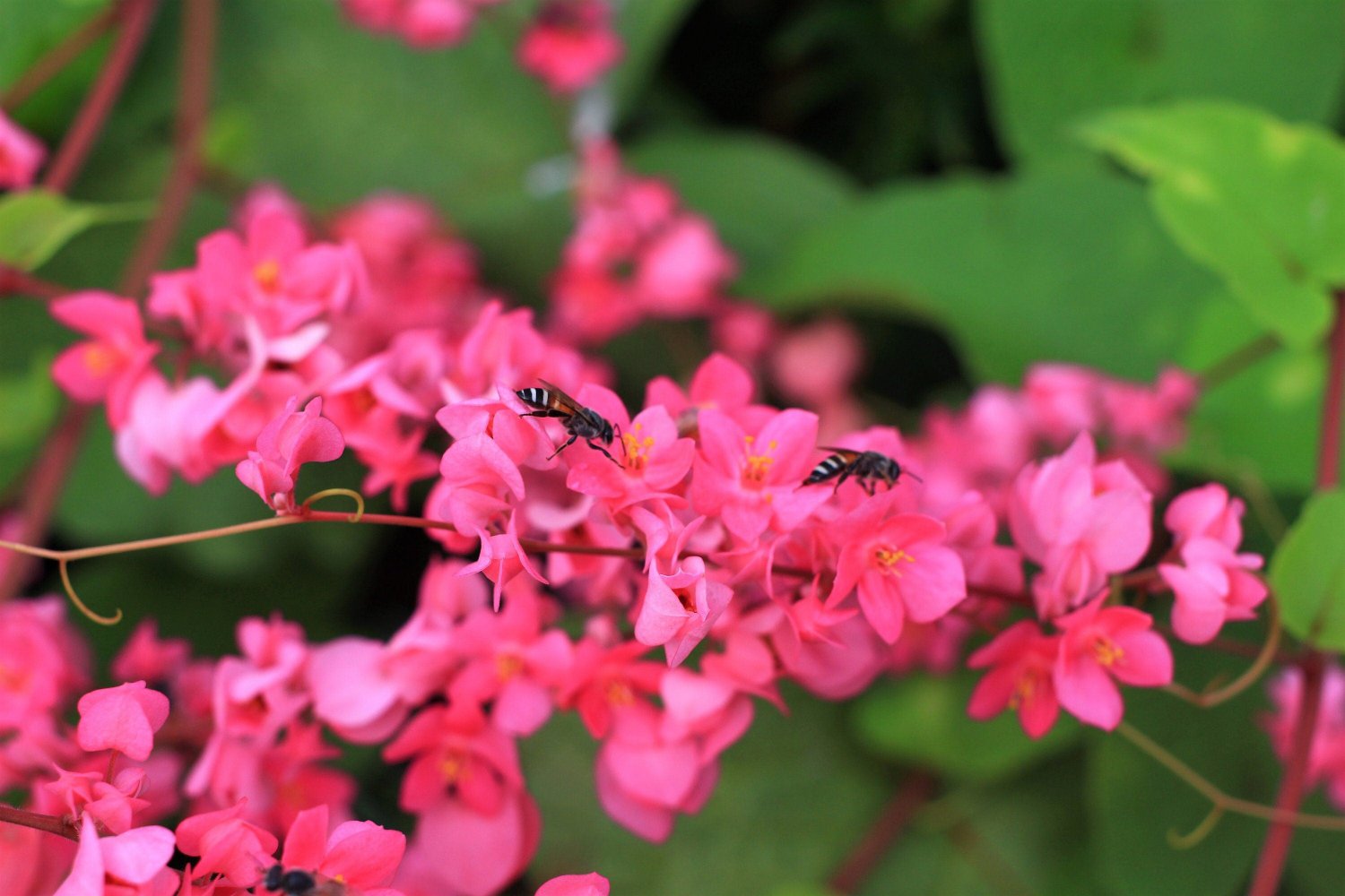 5 CORAL VINE Mexican Creeper Bee Bush Chain of Love Mountain Rose Antigonon Leptopus Bright Pink Cli