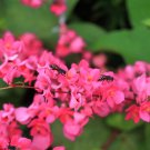 5 CORAL VINE Mexican Creeper Bee Bush Chain of Love Mountain Rose Antigonon Leptopus Bright Pink Cli