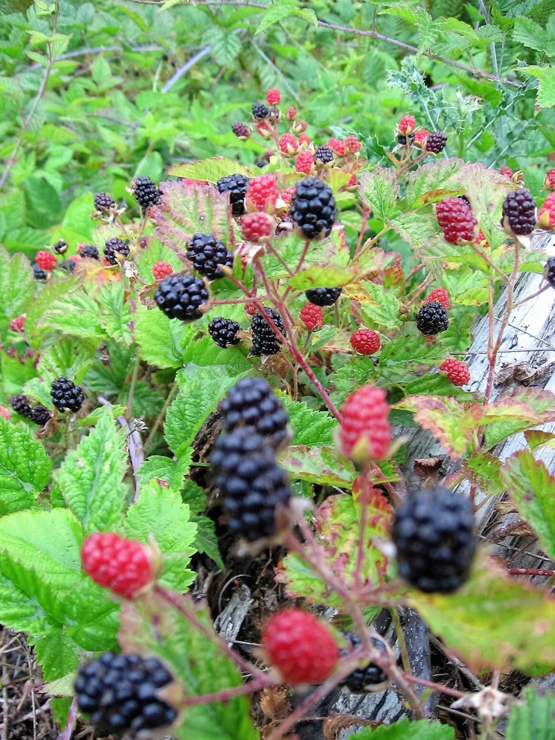 25 TRAILING BLACKBERRY Pacific Rubus Ursinus Vining Shrub Fruit Berry Seeds