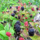 25 TRAILING BLACKBERRY Pacific Rubus Ursinus Vining Shrub Fruit Berry Seeds
