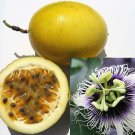 10 YELLOW PASSION FRUIT Vine Passiflora Edulis Flavicarpa Golden Passionfruit Purple & White Flower 