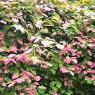 20 Variegated ARCTIC BEAUTY KIWI Fruit Edible Actinidia Kolomikta Vine Seeds