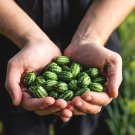 10 CUCAMELON Melothria Scabra Mouse Melon Mexican Gherkin Mini Watermelon Cucumber Fruit Vine Seeds