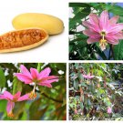 10 BANANA PASSION FRUIT Pink Passion Flower Passiflora Mollissima Yellow Skin Orange Pulp Vine Seeds