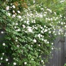 5 WHITE CLIMBING ROSE Rosa Bush Vine Climber Fragrant Butterfly Flower Seeds