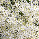 20 SWEET AUTUMN CLEMATIS Paniculata Fragrant Flower Vine Seeds