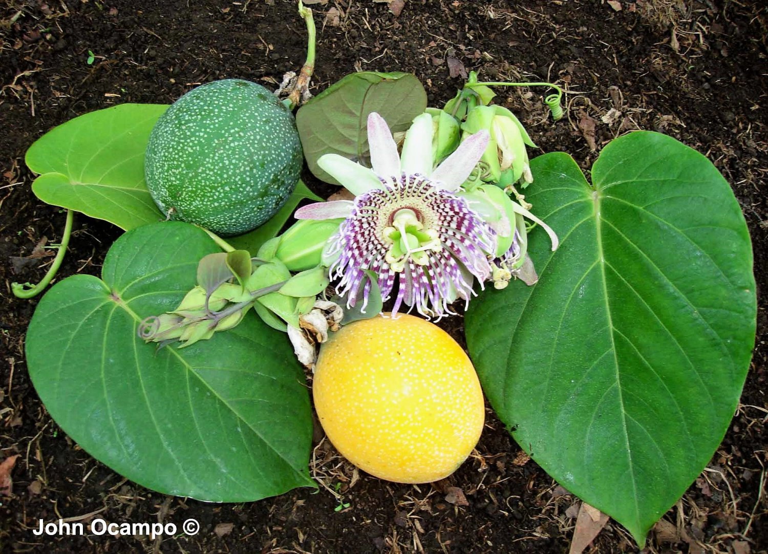 10 SWEET GRANADILLA Yellow Passionfruit Grenadia Sugar Fruit Passiflora Ligularis Huge Purple & Whit
