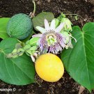10 SWEET GRANADILLA Yellow Passionfruit Grenadia Sugar Fruit Passiflora Ligularis Huge Purple & Whit