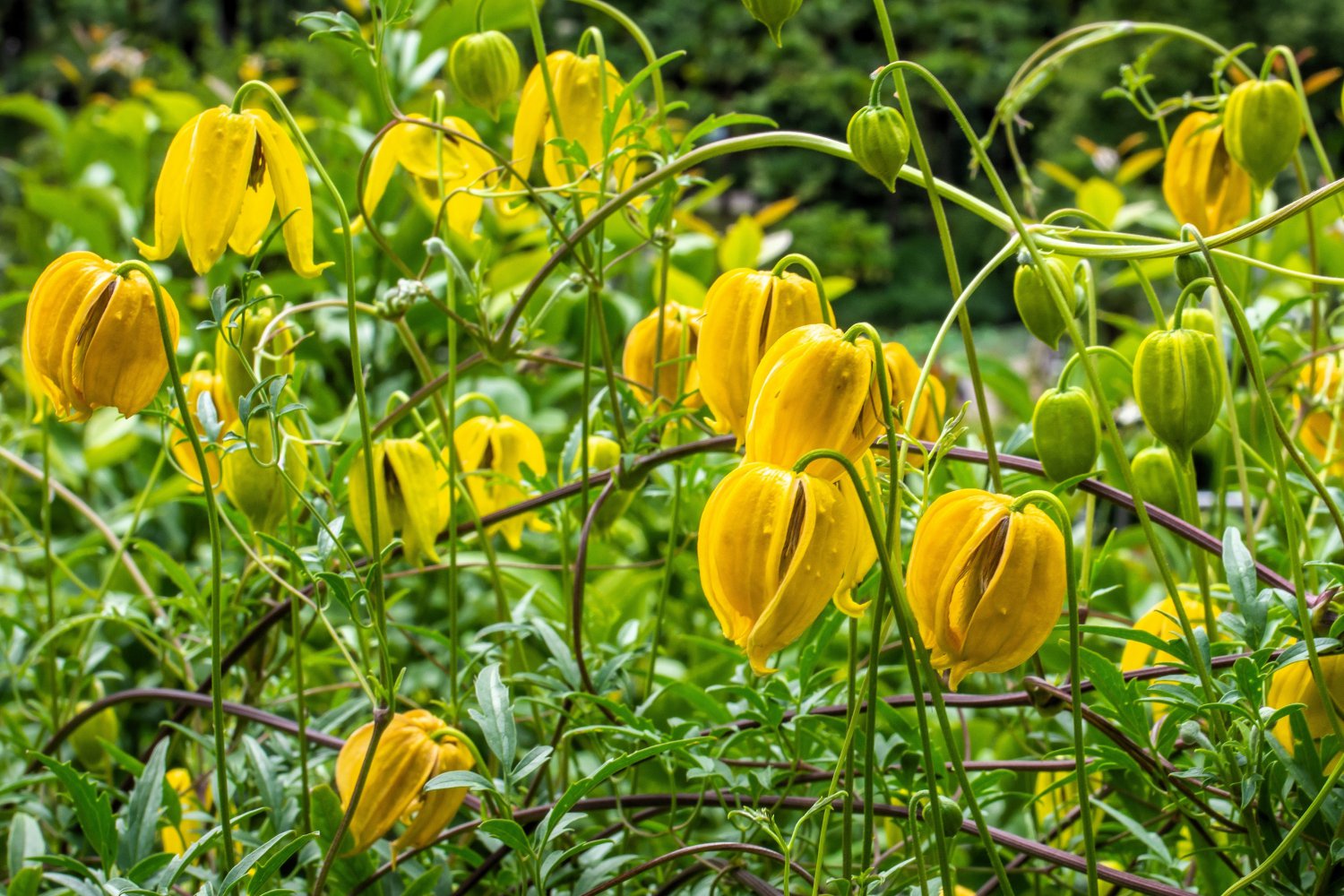 10 Yellow CLEMATIS RADAR LOVE Vine Climber Clematis Tangutica Flower Seeds