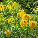 10 Yellow CLEMATIS RADAR LOVE Vine Climber Clematis Tangutica Flower Seeds