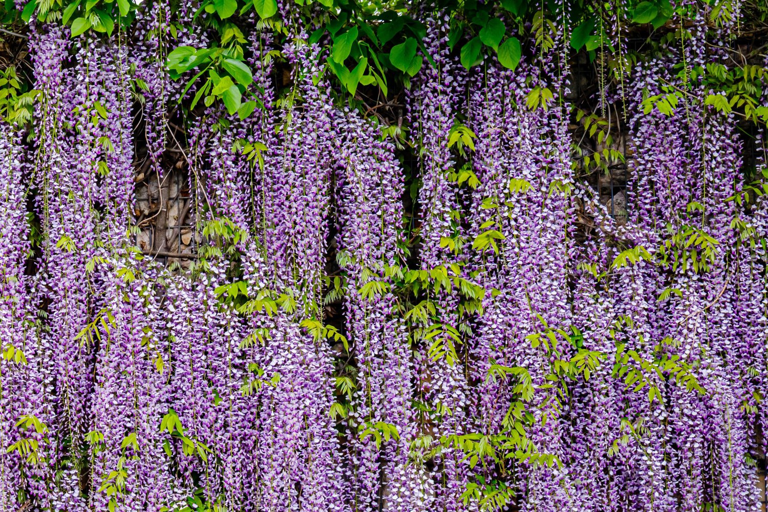 5 JAPANESE WISTERIA Floribunda Flower Purple Ornamental Vine Climber Seeds
