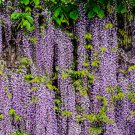 5 JAPANESE WISTERIA Floribunda Flower Purple Ornamental Vine Climber Seeds