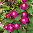 50 SCARLET O'Hara MORNING GLORY Red Ipomoea Nil Flower Vine Seeds