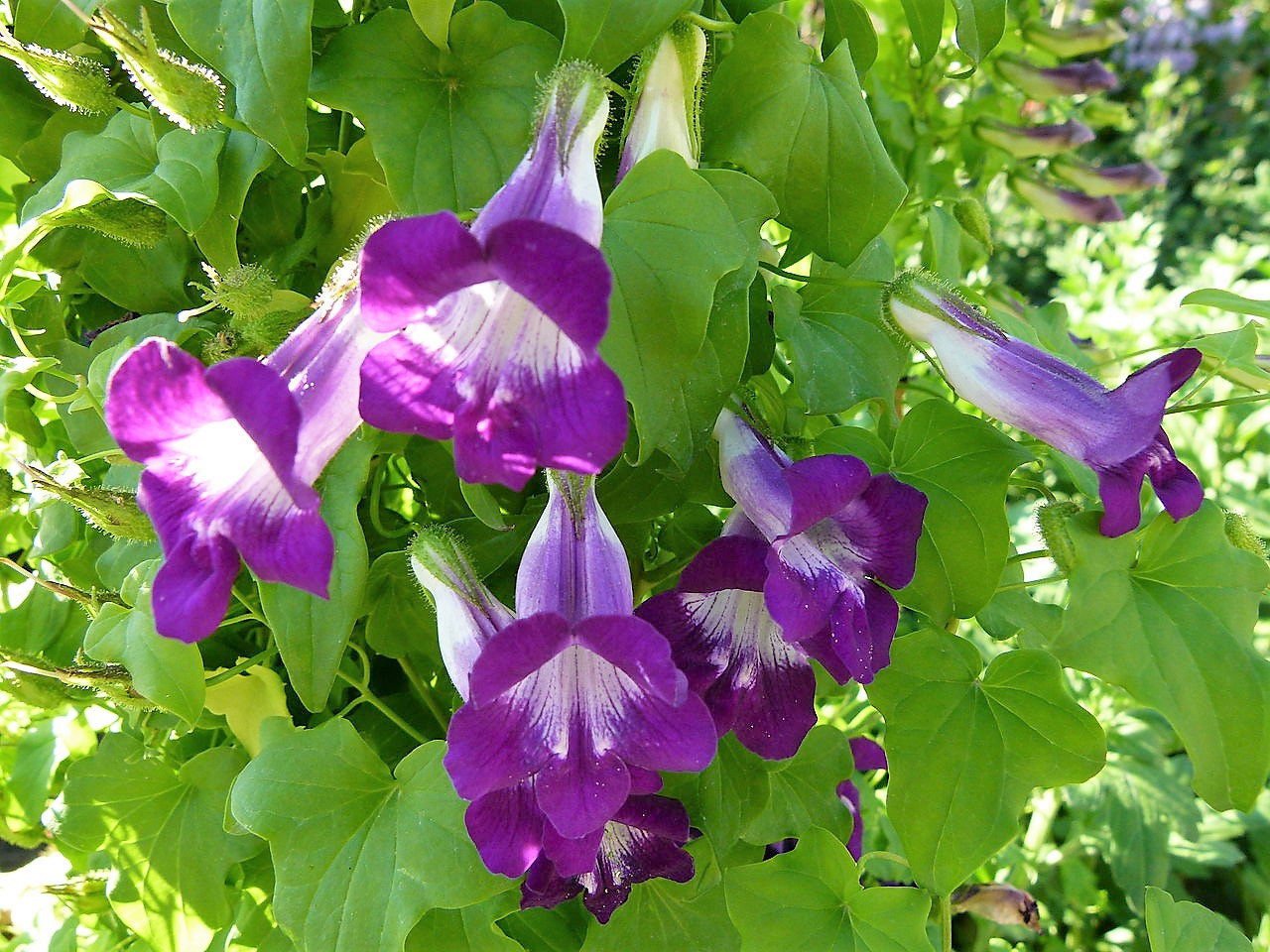 10 MIXED DRAGONSNAP VINE Asarina Scandens Climbing Snapdragon Pink Blue Red White Flower Seeds