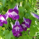 10 MIXED DRAGONSNAP VINE Asarina Scandens Climbing Snapdragon Pink Blue Red White Flower Seeds