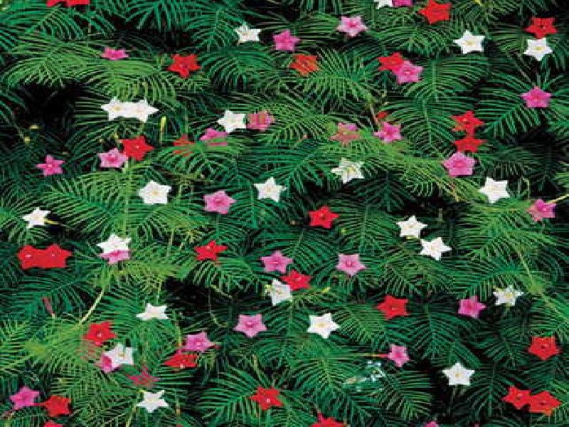 50 CYPRESS VINE MIX Ipomoea Quamoclit Convolvulus Hummingbird Star Morning Glory Cardinal Creeper Fl