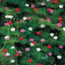 50 CYPRESS VINE MIX Ipomoea Quamoclit Convolvulus Hummingbird Star Morning Glory Cardinal Creeper Fl