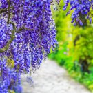 5 BLUE CHINESE WISTERIA Sinensis Ornamental Vine Climber Blue Violet Purple Flower Seeds