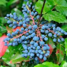 20 OREGON GRAPE Holly Fruit Vine Hollyleaved Barberry Mahonia Aquifolium Seeds