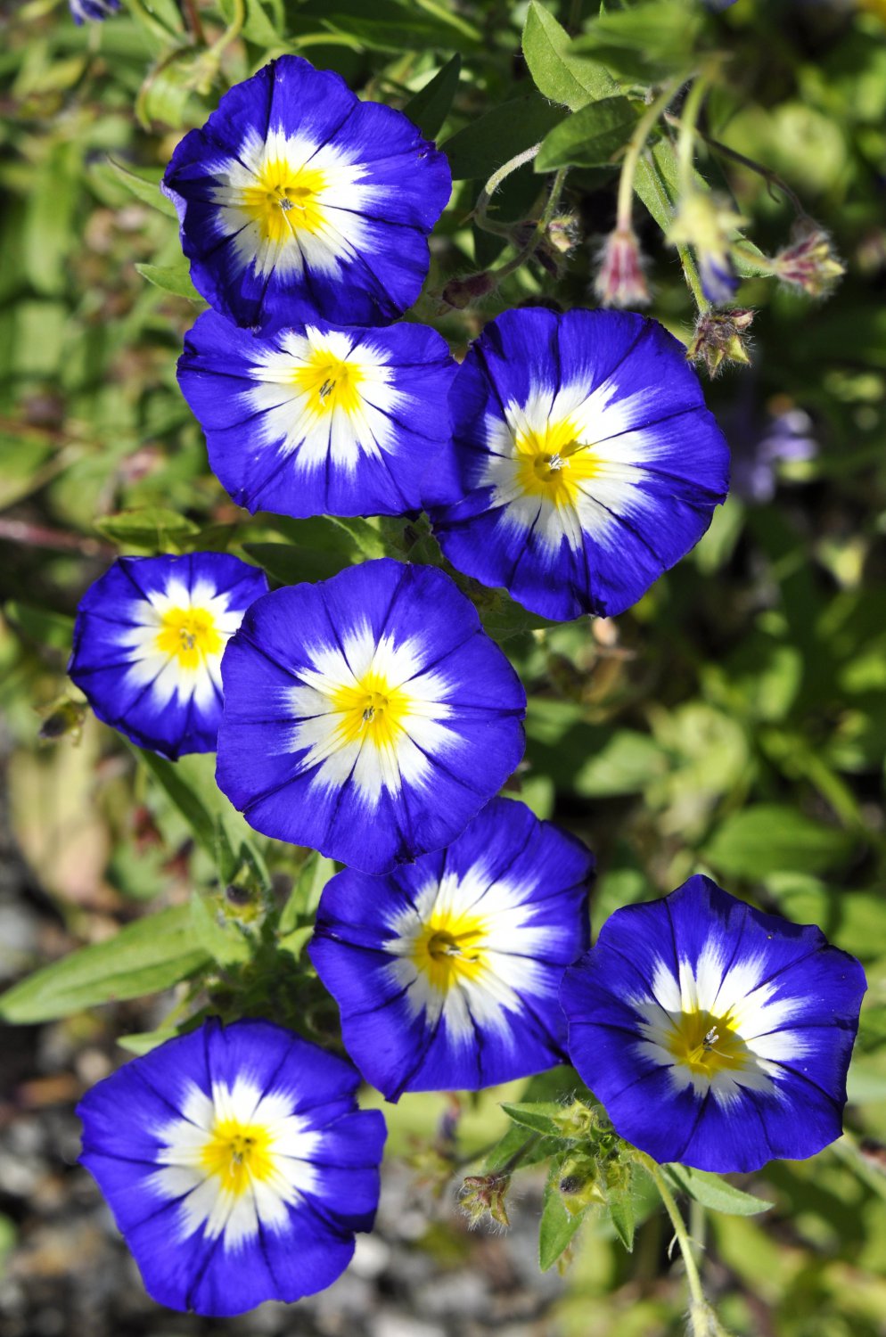 35 Blue Dwarf ROYAL ENSIGN MORNING GLORY Convolvulus Tricolor Royal Blue White & Yellow Flower Vine