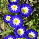 35 Blue Dwarf ROYAL ENSIGN MORNING GLORY Convolvulus Tricolor Royal Blue White & Yellow Flower Vine 