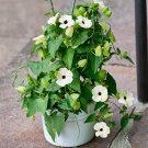 10 WHITE THUNBERGIA Alata VINE Black Eyed Susan Vine Flower Seeds