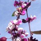 10 Ruby Moon HYACINTH BEAN Lablab Purpureus Blue Purple White Flower Ornamental Vine Seeds