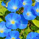 50 Heavenly BLUE MORNING GLORY Ipomoea Tricolor Vine Flower Seeds