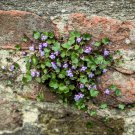 100 KENILWORTH IVY (Ivy-Leaved Toadflax) Cymbalaria Muralis Vine Flower Seeds