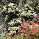 50 JAPANESE HYDRANGEA VINE White Flower Schizophragma Hydrangeoides Seeds