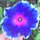 50 Mixed JAPANESE MORNING GLORY Ipomoea Nil Flower Vine Color Mix Bicolor Tricolor Blue Red White Pi
