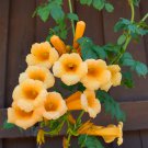 10 YELLOW HUMMINGBIRD TRUMPET Vine Flower Campsis Radicans Flava Climber Seeds